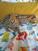 Photos supplémentaires: chatons savannah , serval et caracal