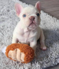 Photo №1. bouledogue - à vendre en ville de Bamberg | 360€ | Annonce №118274