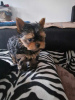 Photo №1. yorkshire terrier - à vendre en ville de Würzburg | 265€ | Annonce №119353