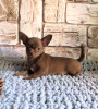 Photos supplémentaires: Chiot à vendre chihuahua white-fawn-lilac