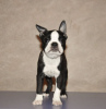 Photos supplémentaires: Chiots boston terrier à vendre