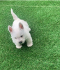 Photo №1. west highland white terrier - à vendre en ville de Uppsala | négocié | Annonce №97897