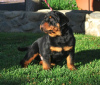 Photo №3. Chiots Rottweilers. Suède