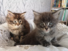 Photo №4. Je vais vendre maine coon en ville de Гронинген. annonce privée - prix - 350€