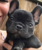 Photo №1. bouledogue - à vendre en ville de Magdeburg | 350€ | Annonce №113083