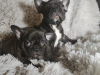 Photo №1. bouledogue - à vendre en ville de Sydney | Gratuit | Annonce №89738