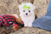 Photo №1. bichon maltais, maltipu - à vendre en ville de Paris | Gratuit | Annonce №36786