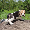 Photo №4. Je vais vendre beagle en ville de Bamberg. annonce privée - prix - 360€