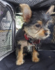 Photo №3. Beaux Yorkies. USA