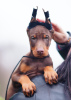 Photo №1. dobermann - à vendre en ville de Tallinn | 1400€ | Annonce №36695