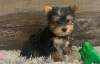 Photo №1. yorkshire terrier - à vendre en ville de Berlin | 350€ | Annonce №107525