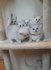 Photo №4. Je vais vendre british shorthair en ville de Аугсбург. annonce privée, éleveur - prix - 350€