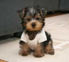 Photo №3. Teacup Yorkshire Terrier Puppy en adoption gratuite. Allemagne