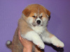 Photo №1. akita (chien) - à vendre en ville de Москва | 556€ | Annonce №8144