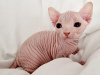 Photo №1. sphynx - à vendre en ville de Copenhague | 237€ | Annonce № 124557