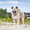 Photos supplémentaires: Georges est un chien délicat et affectueux. Vous cherchez une maison!