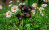 Photo №1. yorkshire terrier - à vendre en ville de Londres | Gratuit | Annonce №79815