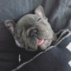 Photo №1. bouledogue - à vendre en ville de Berlin | 1500€ | Annonce №99745