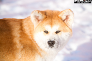 Photo №1. akita (chien) - à vendre en ville de Chelyabinsk | 426€ | Annonce №3911