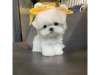 Photo №1. bichon maltais - à vendre en ville de Prague | négocié | Annonce №59462