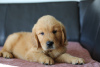 Photo №3. Chiots GOLDEN RETRIEVER-golden et dark gold, ZKwP, après champions, type. Pologne