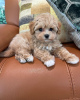 Photo №3. Maltipoo. Allemagne