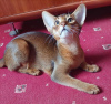 Photo №3. chatons abyssins. Pologne