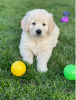 Photo №1. golden retriever - à vendre en ville de Stockholm | négocié | Annonce №113240