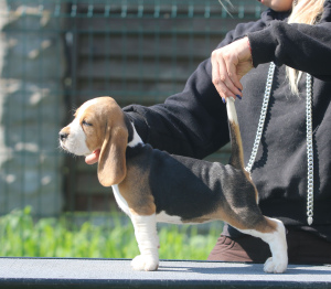 Photo №2 de l'annonce № 2913 de la vente beagle - acheter à Biélorussie de la fourrière