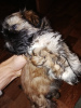 Photo №4. Je vais vendre shih tzu en ville de Riga. annonce privée, éleveur - prix - 500€