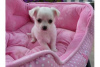 Photo №1. chihuahua - à vendre en ville de Jeddah | négocié | Annonce №20963