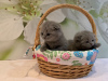 Photo №4. Je vais vendre scottish fold en ville de Бернау. annonce privée, éleveur - prix - 350€