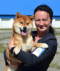 Photos supplémentaires: Chiots Shiba Inu avec pedigree RKF