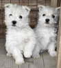 Photo №1. west highland white terrier - à vendre en ville de Belgrade | négocié | Annonce №84888