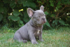 Photo №1. bouledogue - à vendre en ville de Bad Kreuznach | 300€ | Annonce №70914