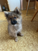 Photo №4. Je vais vendre spitz allemand en ville de Pilsen. annonce privée - prix - négocié