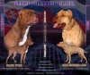 Photo №1. american pit bull terrier - à vendre en ville de Москва | 460€ | Annonce №9514