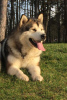 Photos supplémentaires: Chiots Malamute d'Alaska