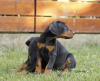 Photos supplémentaires: Chiots Dobermann