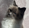 Photo №4. Je vais vendre ragdoll en ville de Munich. annonce privée, de la fourrière, éleveur - prix - 255€