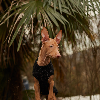 Photo №1. chien du pharaon - à vendre en ville de Видміни | 500€ | Annonce №94368