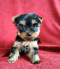 Photo №3. Chiots Yorkshire Terrier. Allemagne