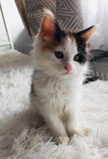 Photo №1. maine coon - à vendre en ville de Moscou | 186€ | Annonce № 2032