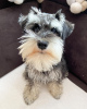 Photo №3. De magnifiques chiots Schnauzer vaccinés disponibles à la vente maintenant pour. Fédération de Russie