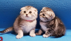 Photo №2 de l'annonce № 5881 de la vente scottish fold - acheter à Biélorussie annonce privée