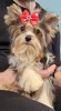 Photo №2 de l'annonce № 76340 de la vente biewer yorkshire terrier - acheter à Pologne annonce privée, éleveur