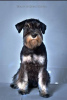 Photo №1. schnauzer moyen - à vendre en ville de Smederevo | négocié | Annonce №90718