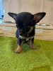 Photo №1. chihuahua - à vendre en ville de Paris | négocié | Annonce №36288