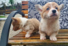 Photo №1. welsh corgi - à vendre en ville de Линдау | Gratuit | Annonce №112257