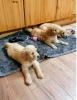 Photo №3. Chiots Goldendoodle. USA